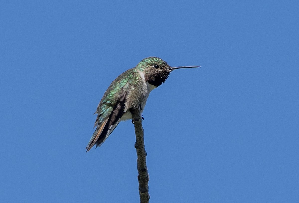 Geniş Kuyruklu Kolibri - ML621156194