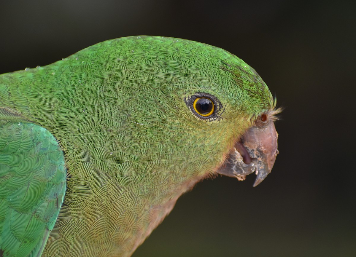 Australian King-Parrot - ML621156201
