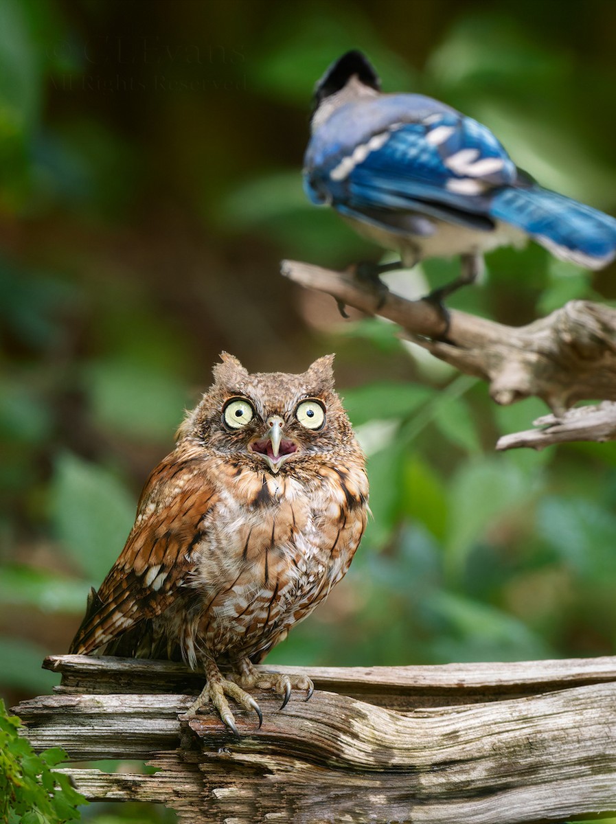 Eastern Screech-Owl - Christina Evans