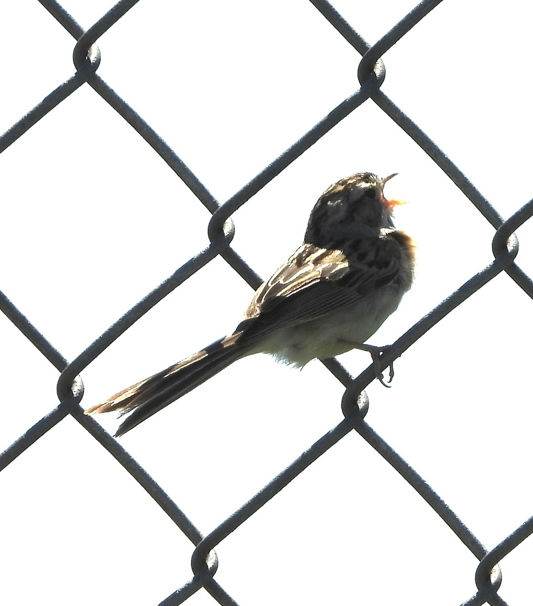 Clay-colored Sparrow - ML621156219