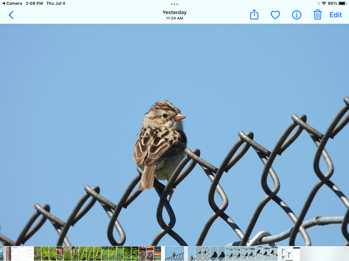 Clay-colored Sparrow - ML621156221