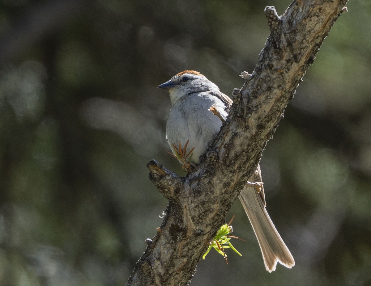 Chipping Sparrow - ML621156230
