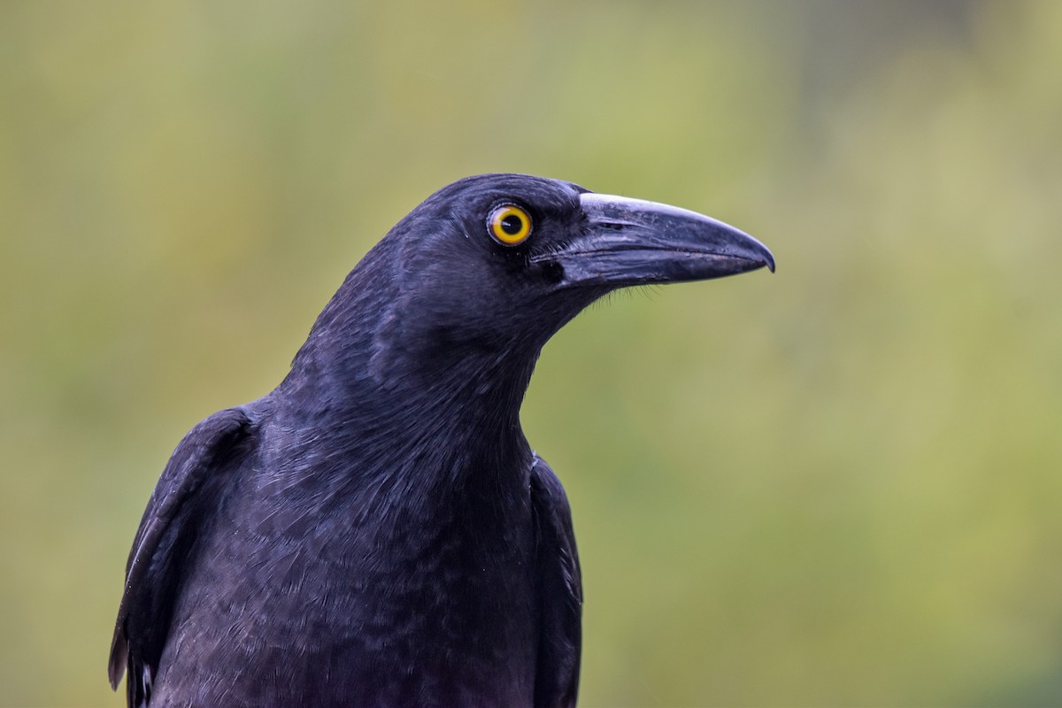 Pied Currawong - ML621156245