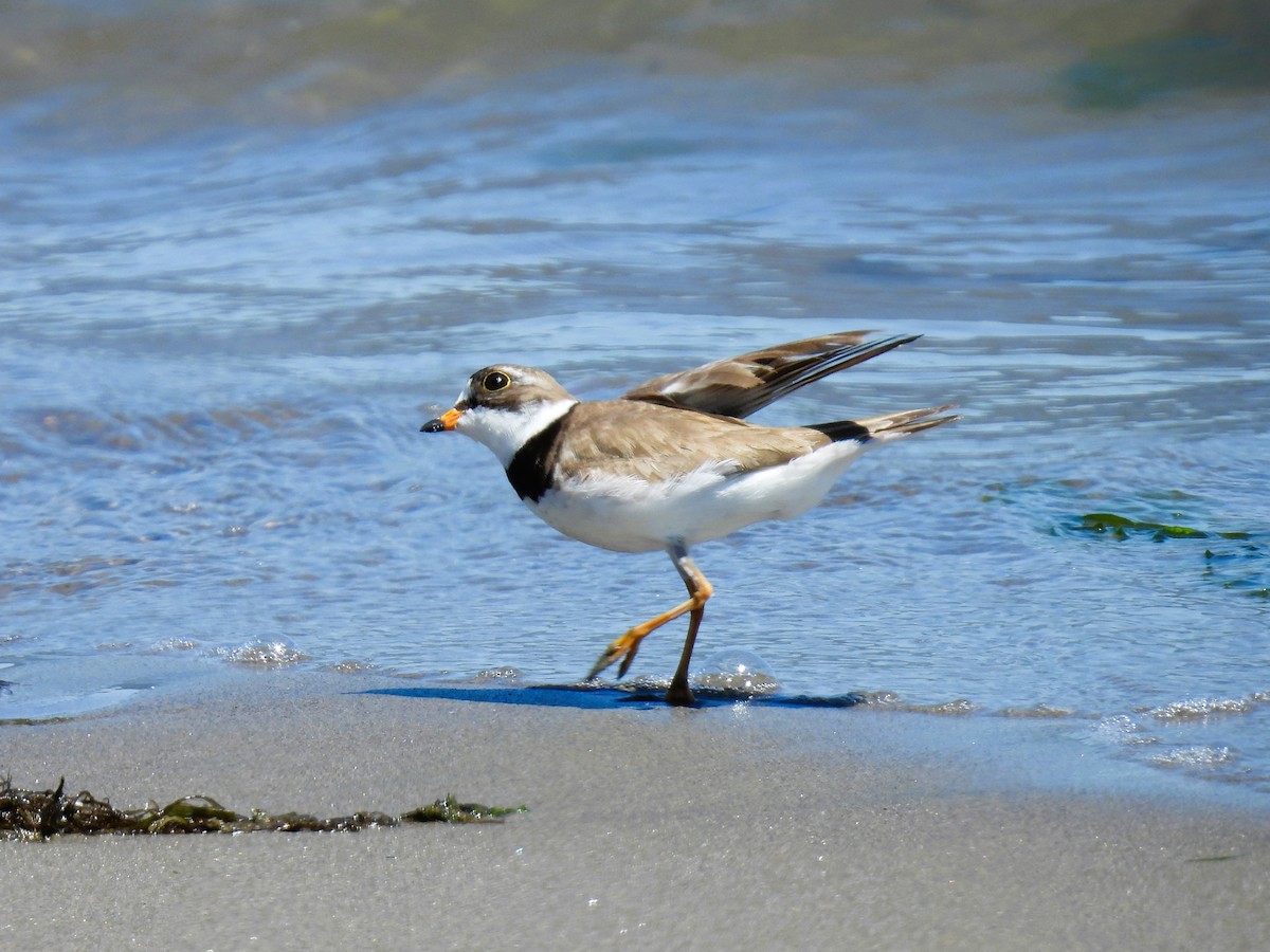 Semipalmated Plover - ML621156249