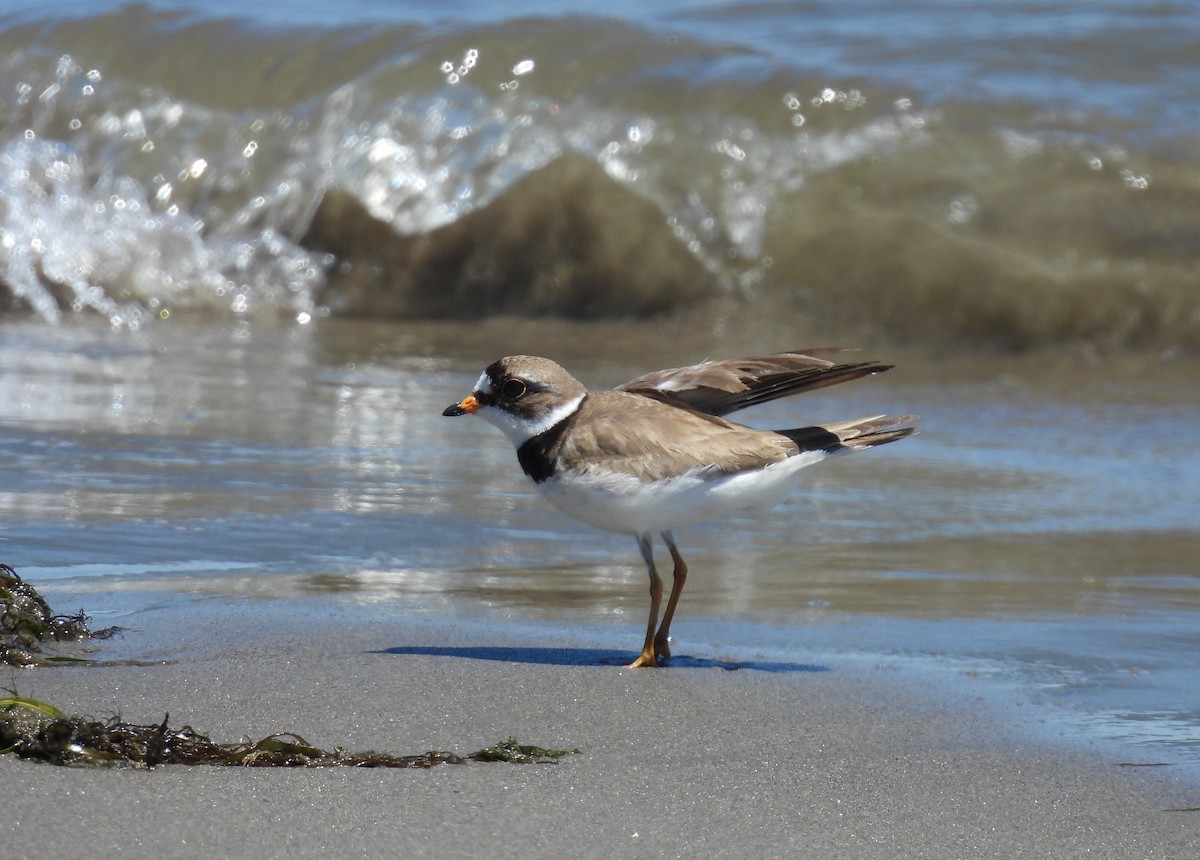 Semipalmated Plover - ML621156250