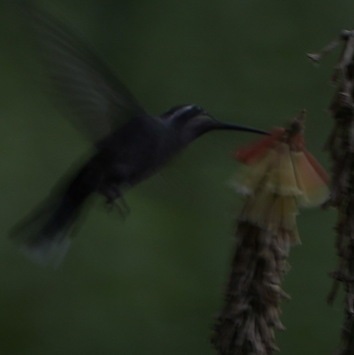 kolibřík blankytohrdlý - ML621156264