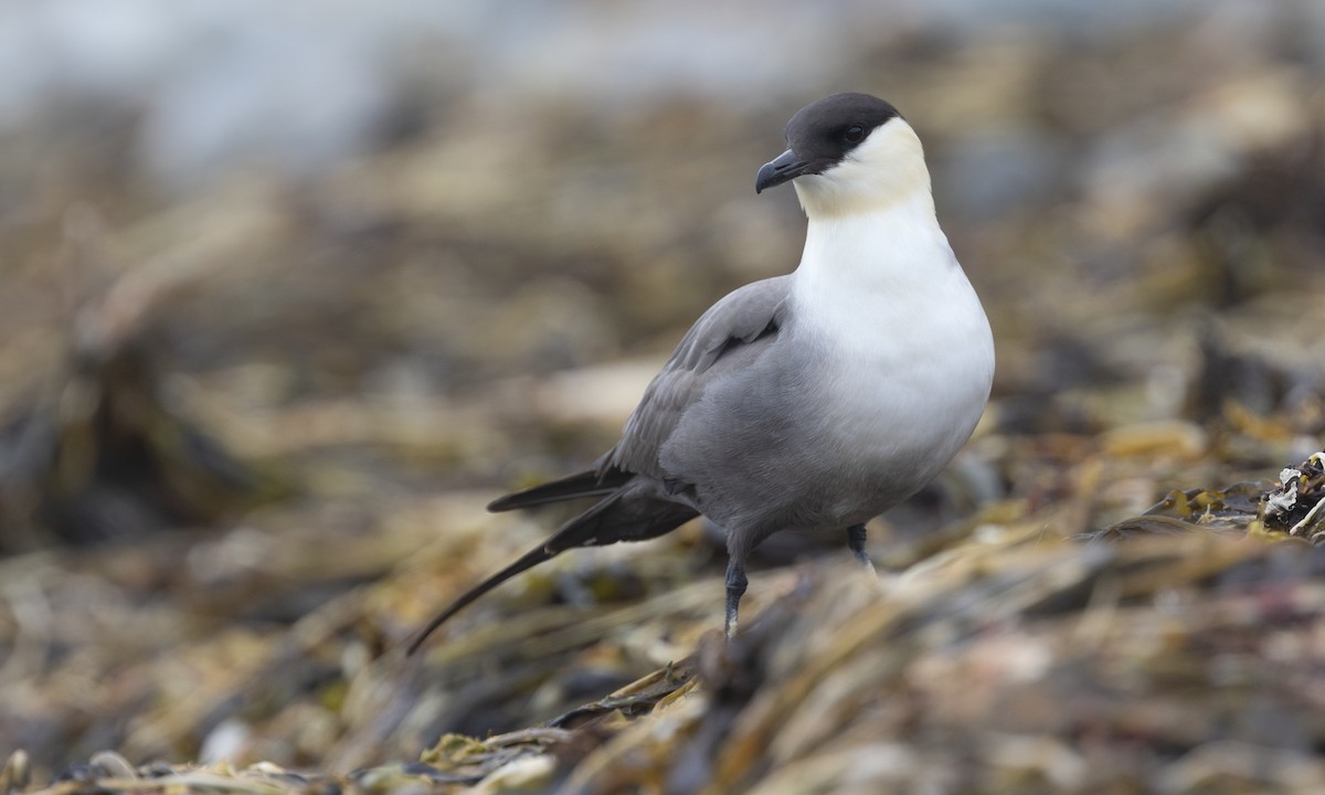 Long-tailed Jaeger - ML621156276