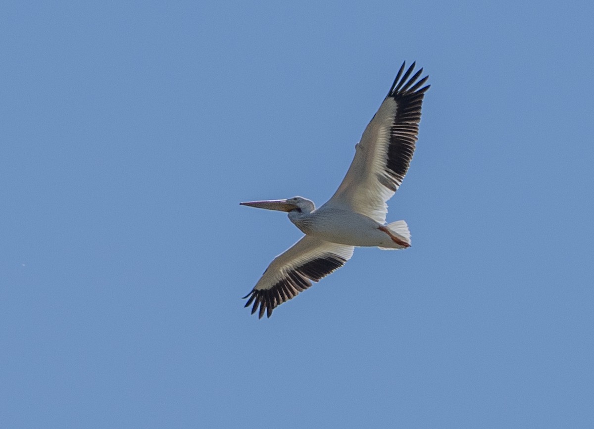 pelikán severoamerický - ML621156283