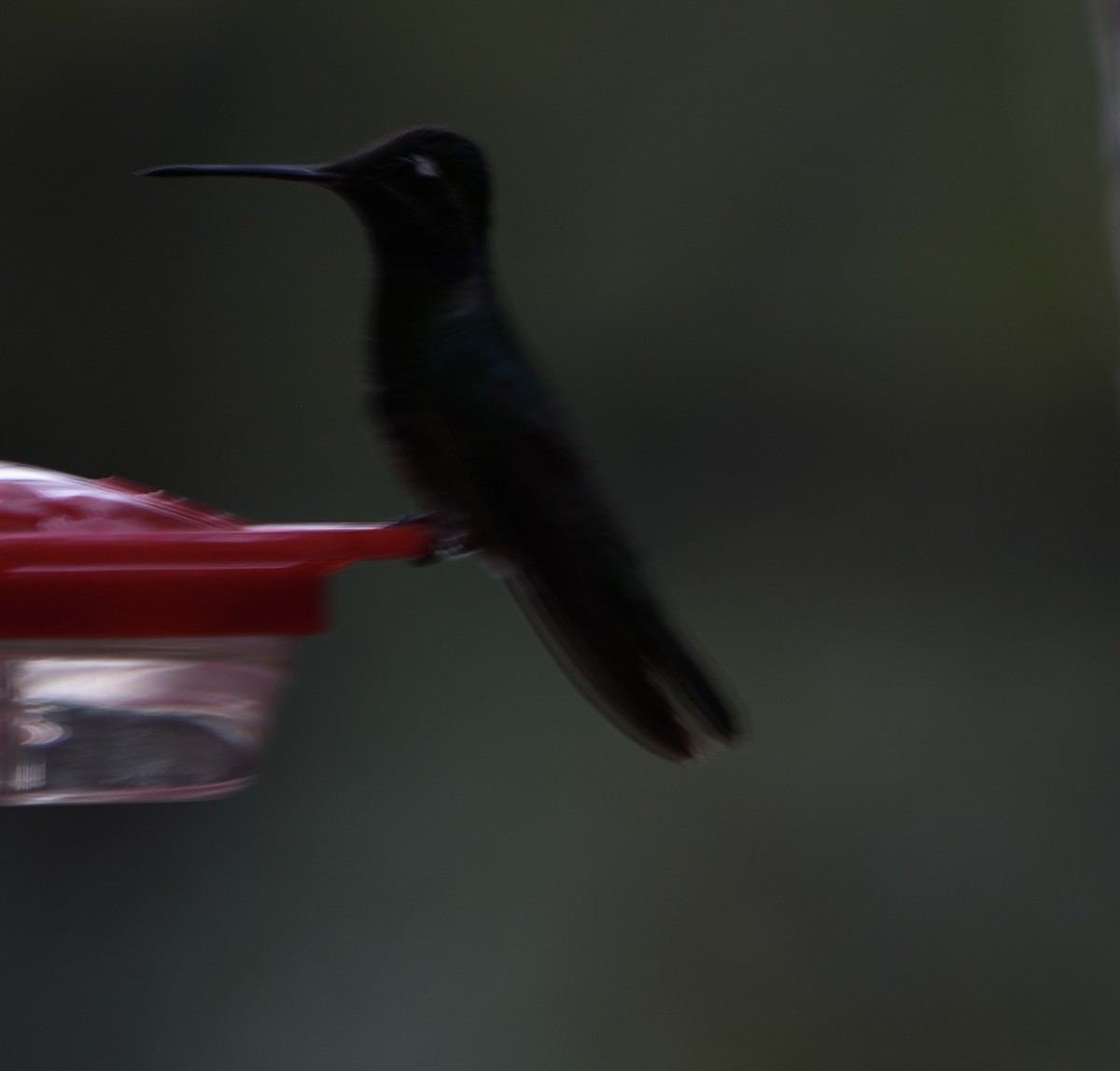 kolibřík skvostný - ML621156304