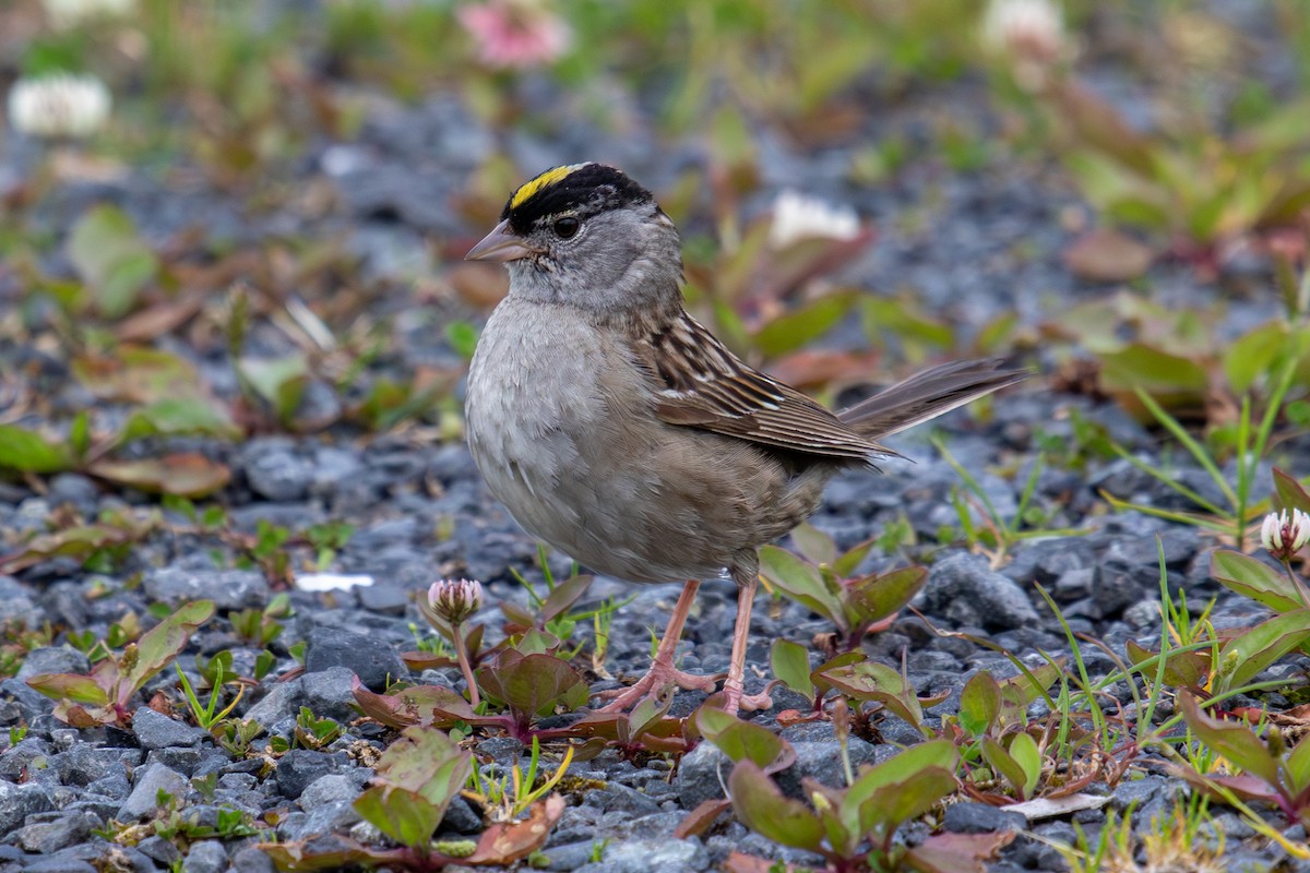 Golden-crowned Sparrow - ML621156307