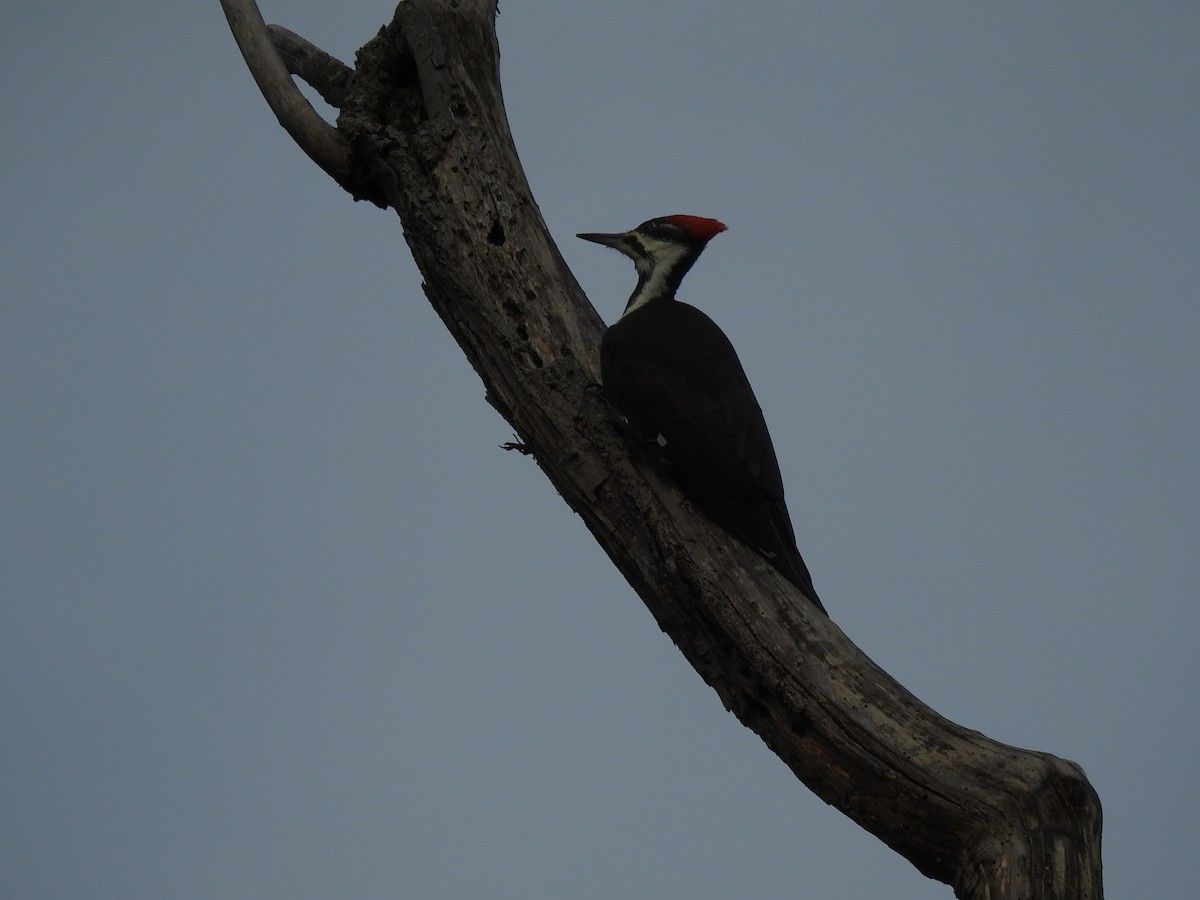 Pileated Woodpecker - ML621156314