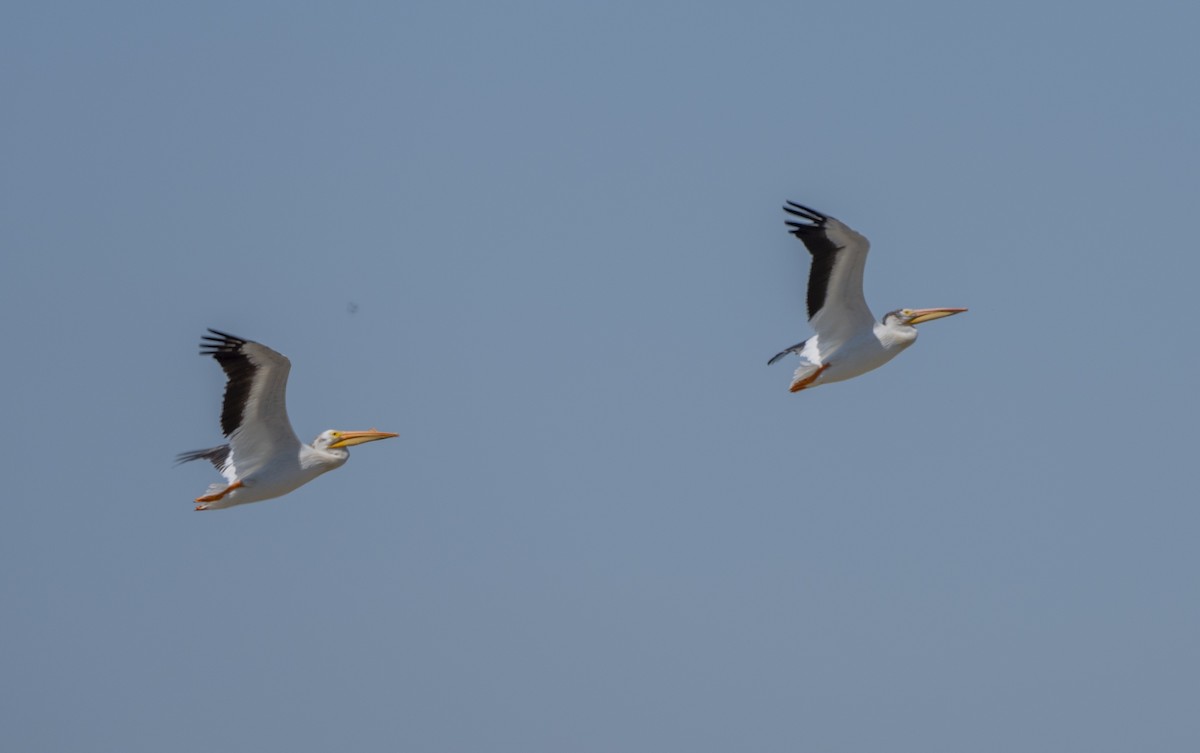 pelikán severoamerický - ML621156322