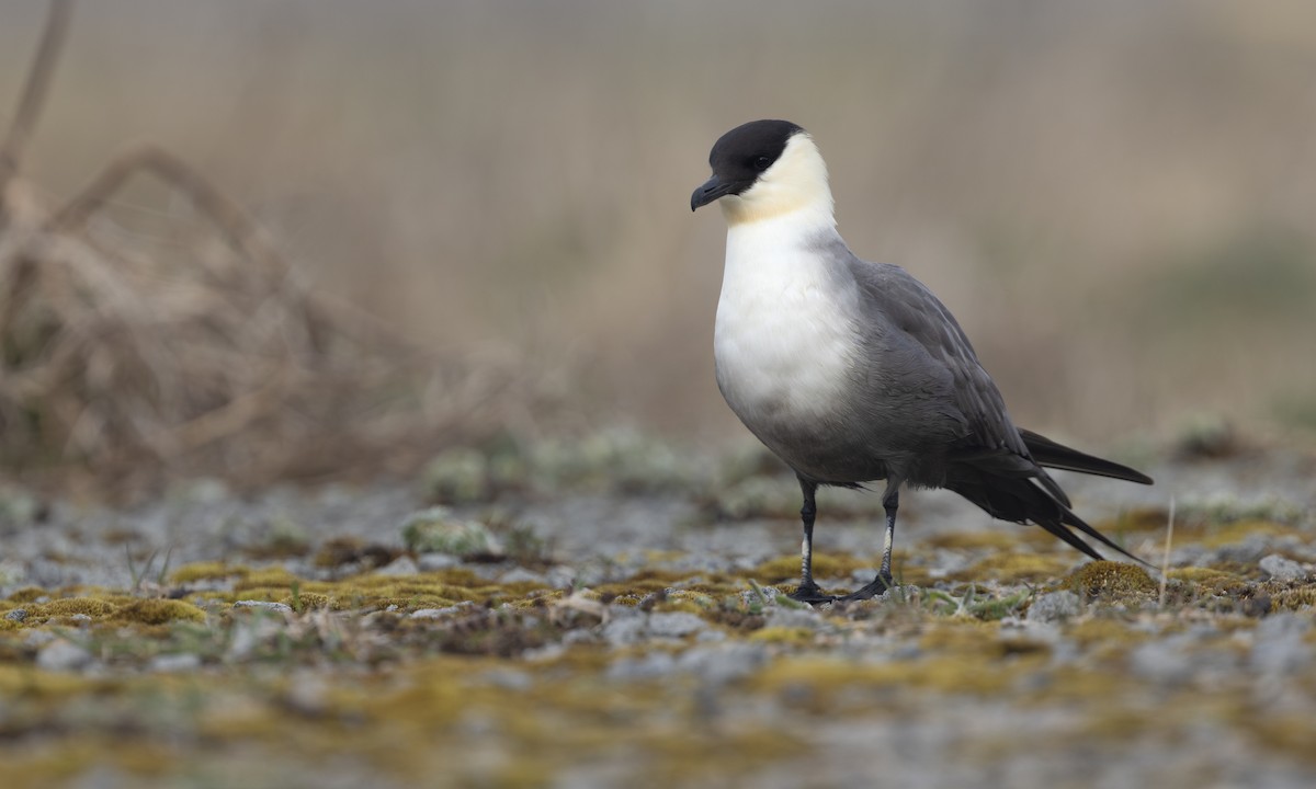 Long-tailed Jaeger - ML621156330