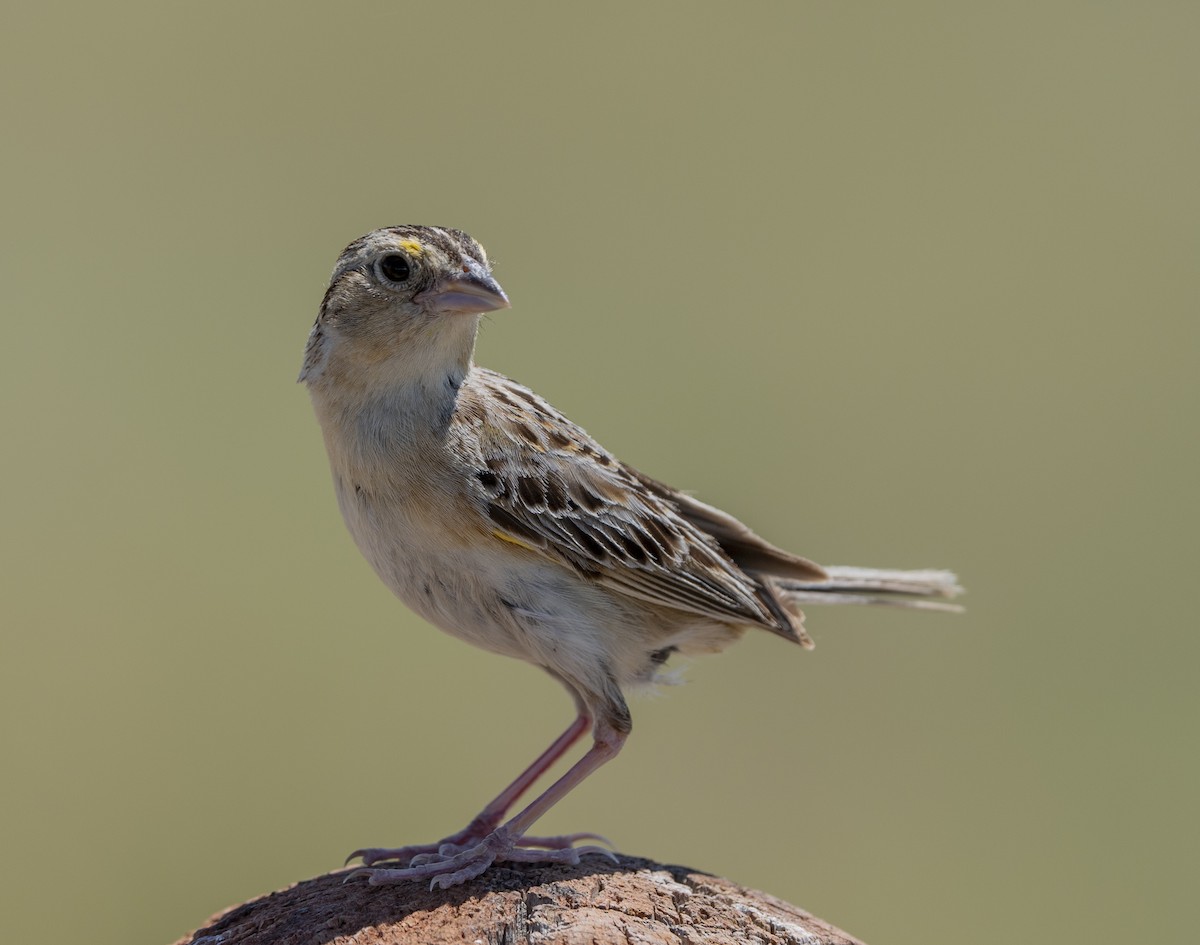 Grasshopper Sparrow - ML621156352