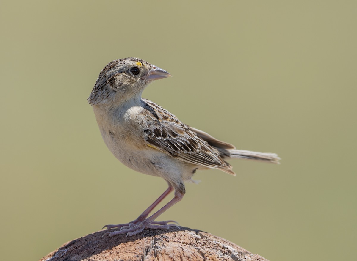 Grasshopper Sparrow - ML621156353