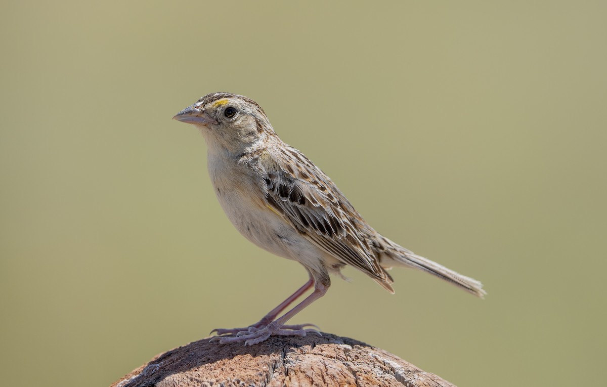 Grasshopper Sparrow - ML621156354