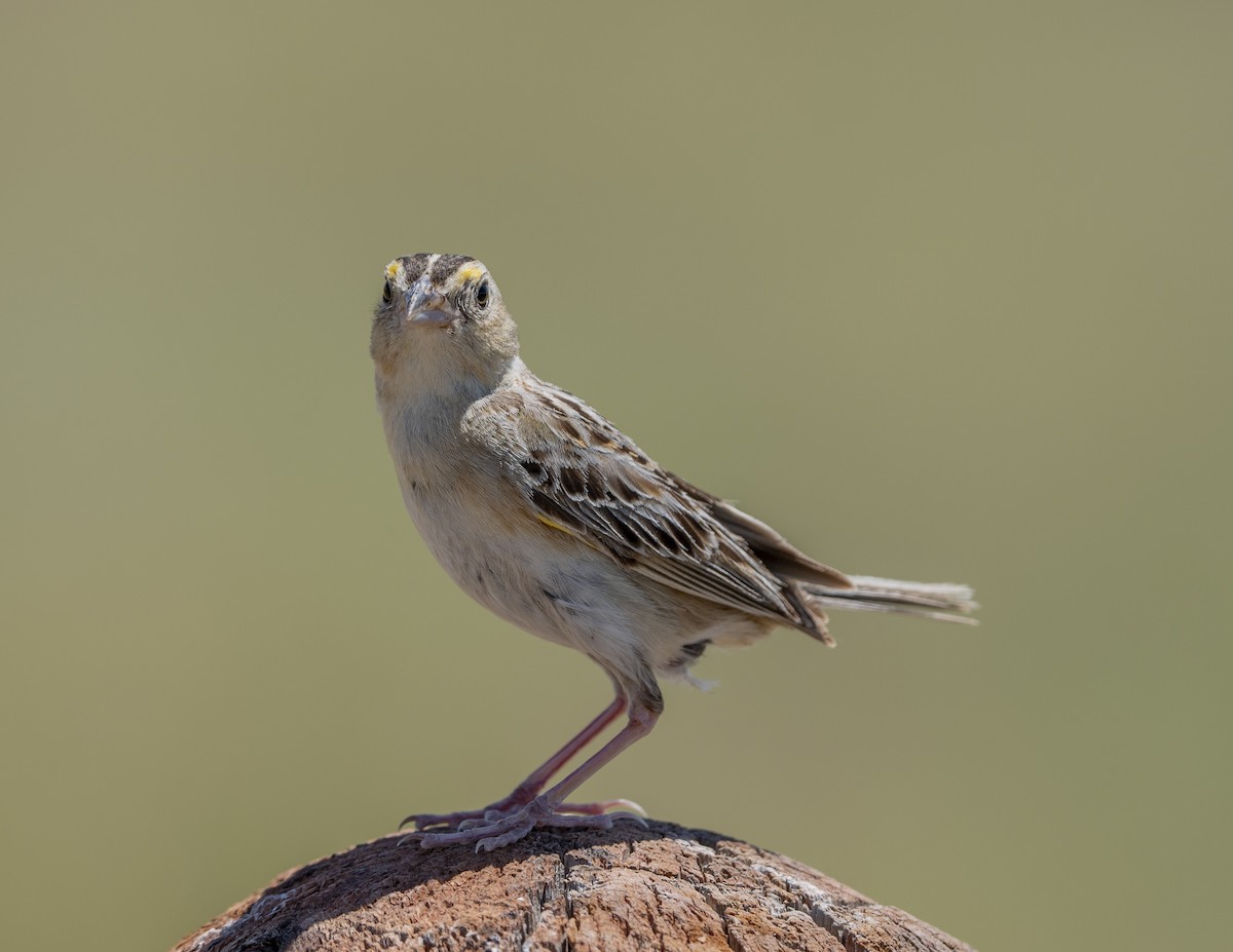 Grasshopper Sparrow - Steve Hovey