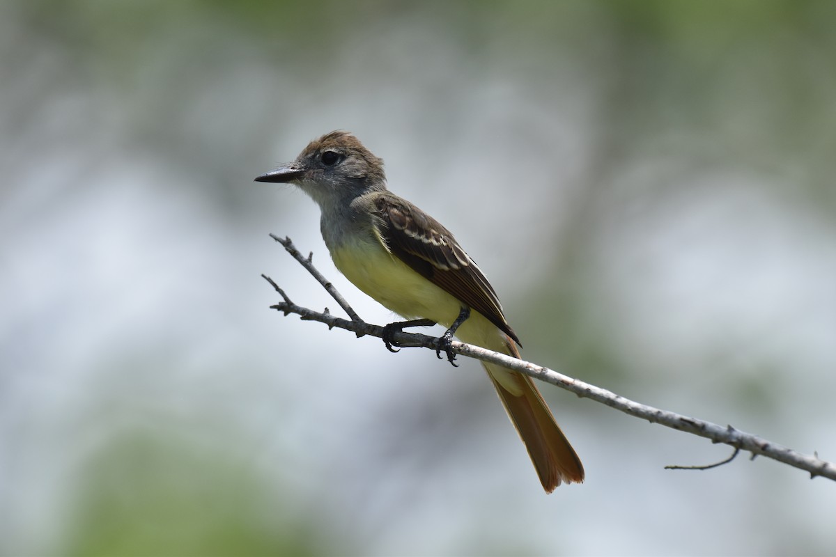Great Crested Flycatcher - ML621156359