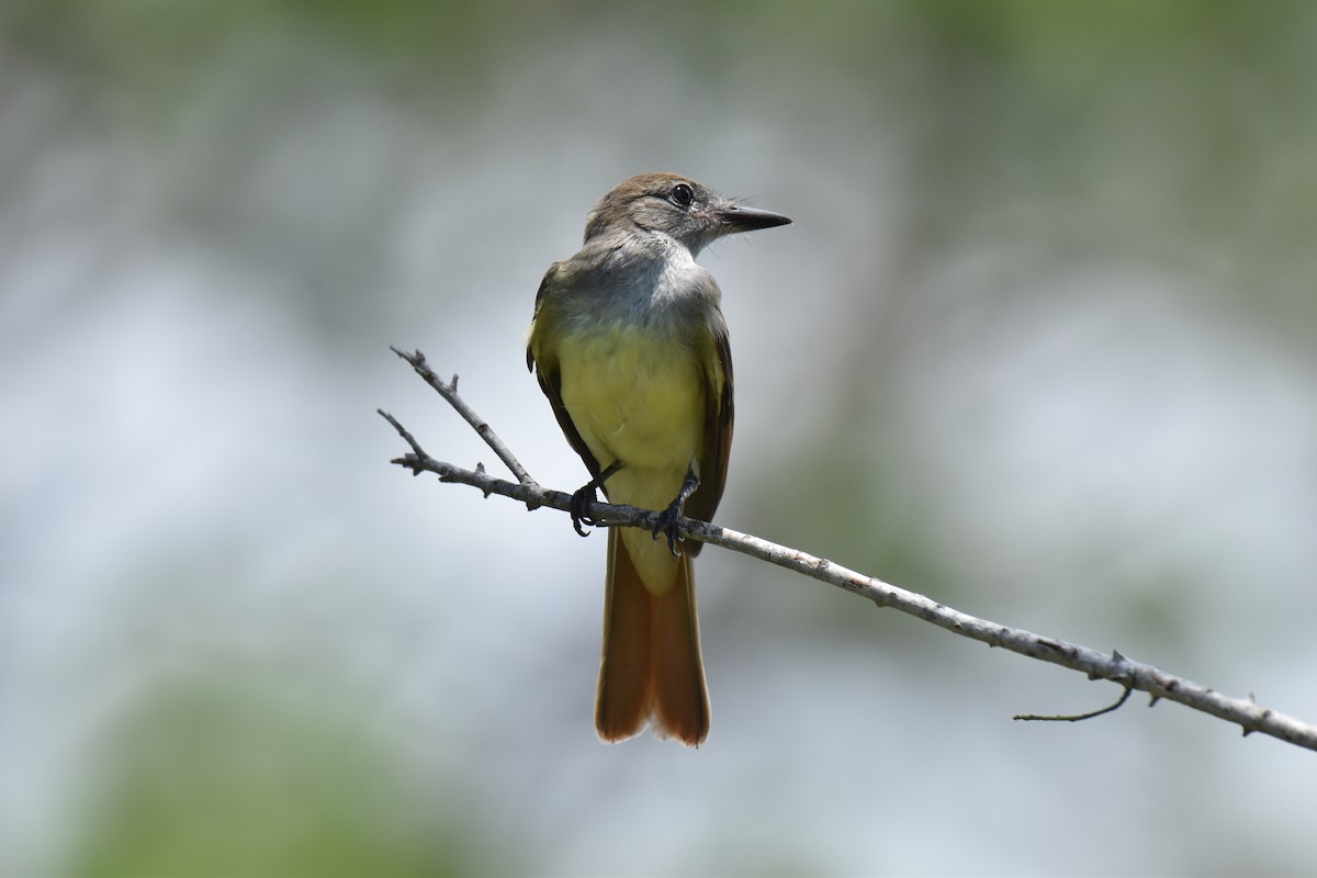 Great Crested Flycatcher - ML621156360