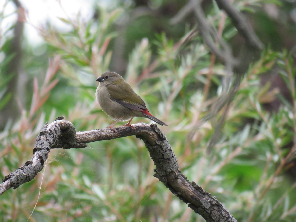 Red-browed Firetail - ML621156373
