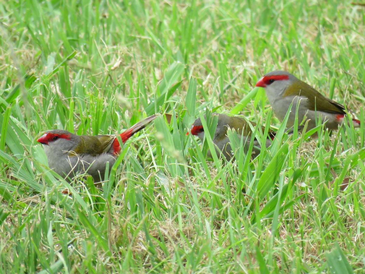 Red-browed Firetail - ML621156378