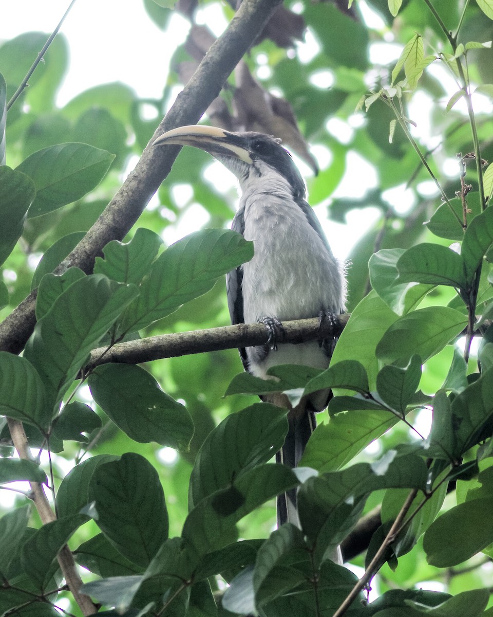 Sri Lanka Gray Hornbill - ML621156385