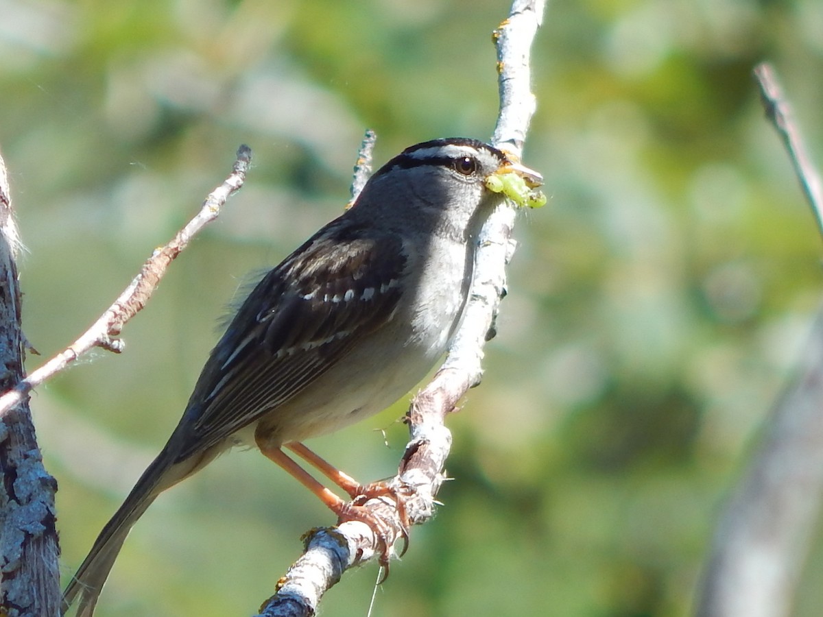 White-crowned Sparrow - ML621156387