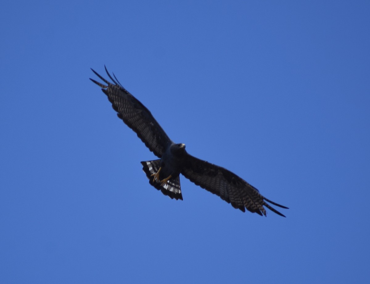 Zone-tailed Hawk - ML621156401