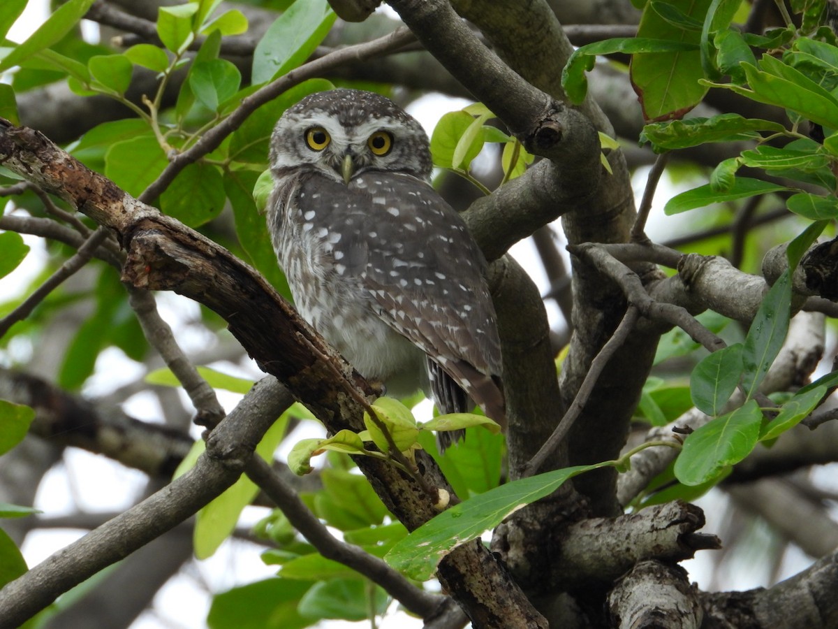 Spotted Owlet - ML621156404