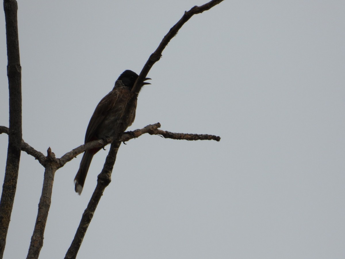 Red-vented Bulbul - ML621156410