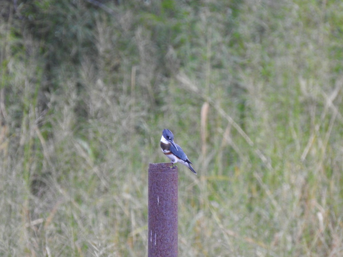 Belted Kingfisher - ML621156411
