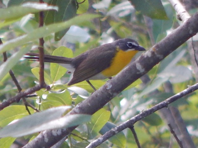 Yellow-breasted Chat - ML621156413