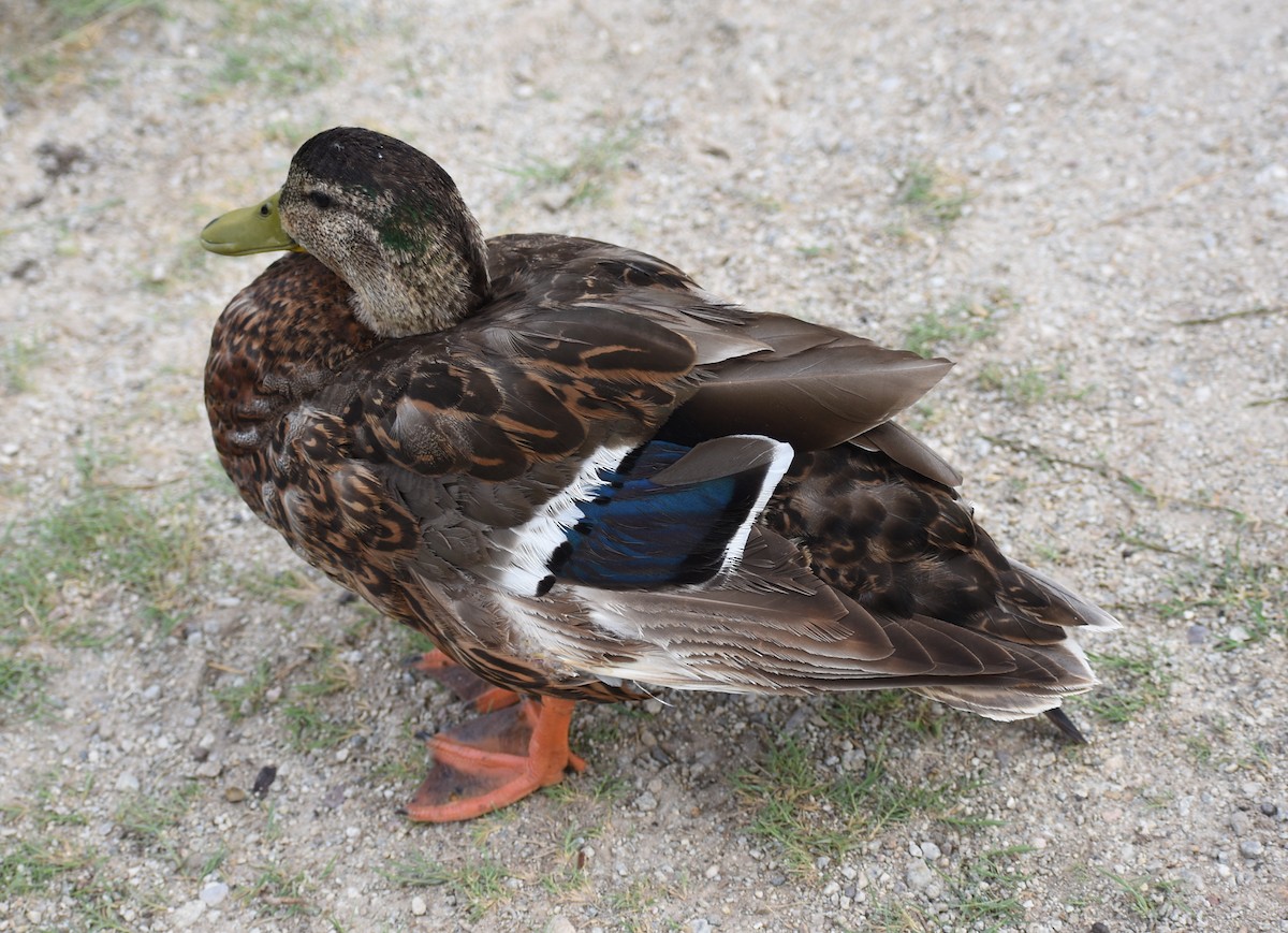 Mallard/Mexican Duck - ML621156424