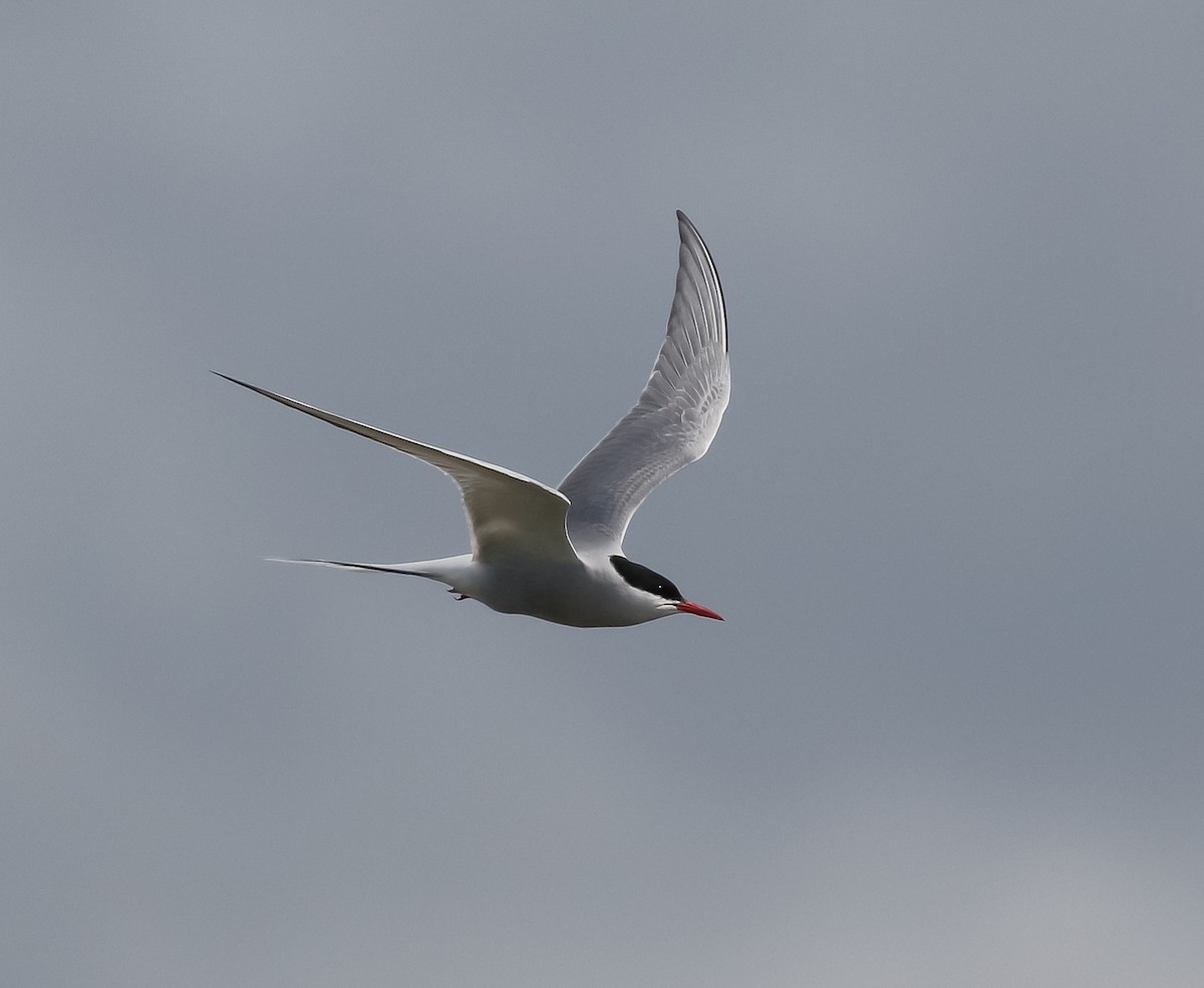 Arctic Tern - ML621156454