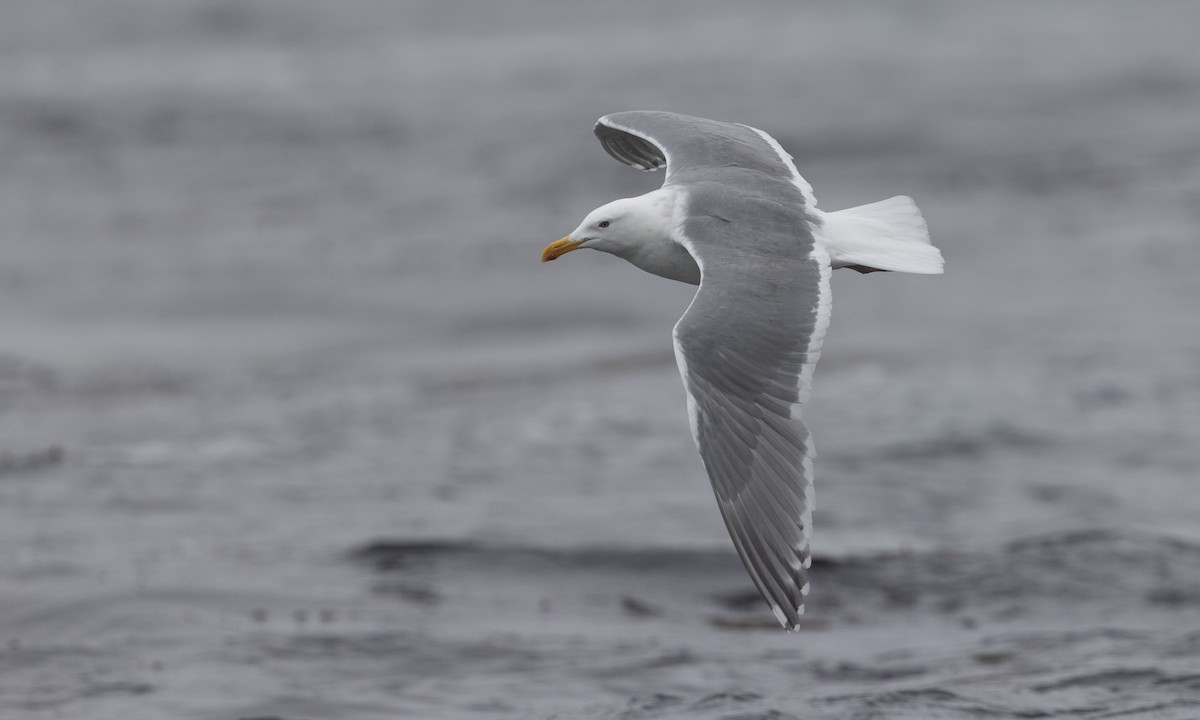 Herring x Glaucous-winged Gull (hybrid) - ML621156455