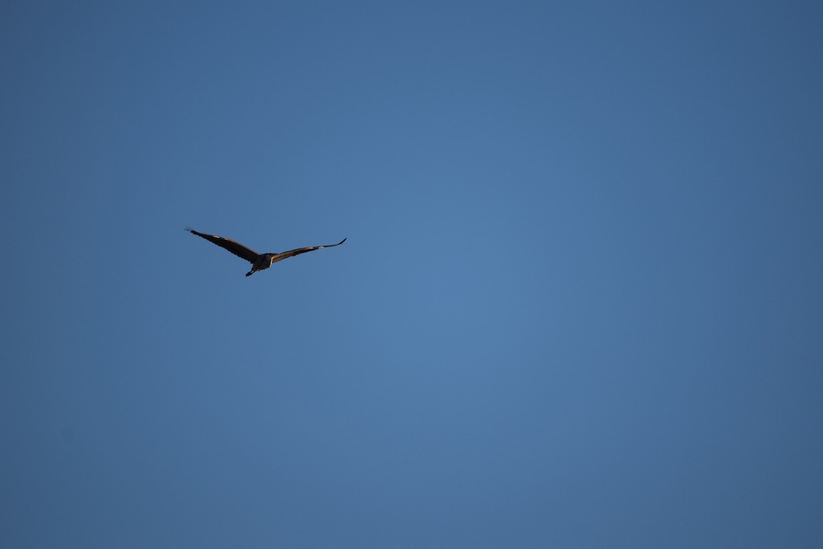 Great Blue Heron - ML621156511