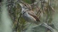 Rock Wren - ML621156513