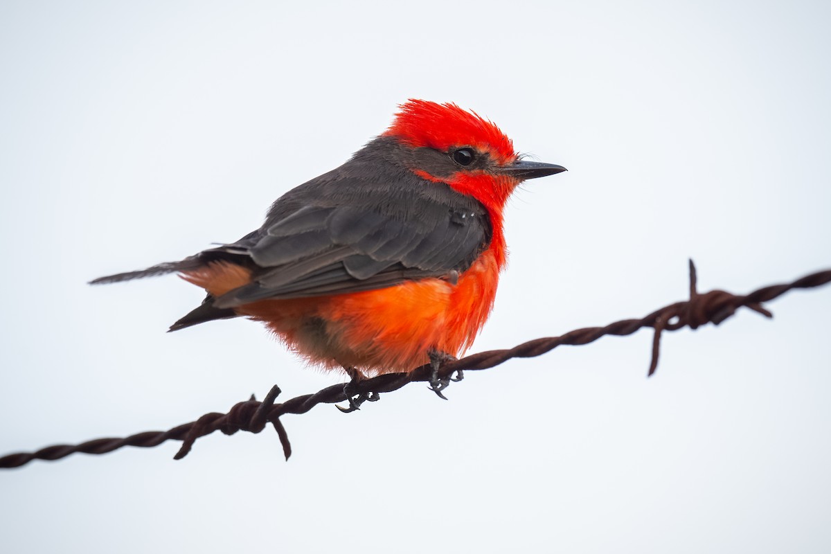 Vermilion Flycatcher - ML621156518