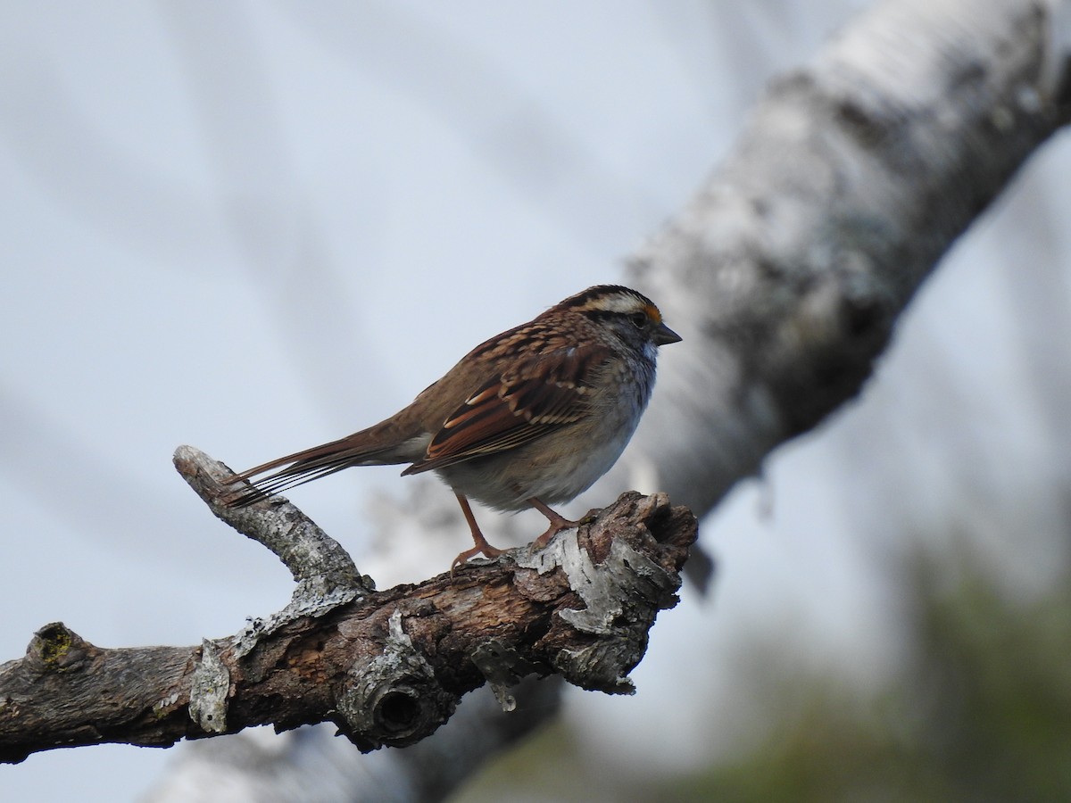 White-throated Sparrow - ML621156533