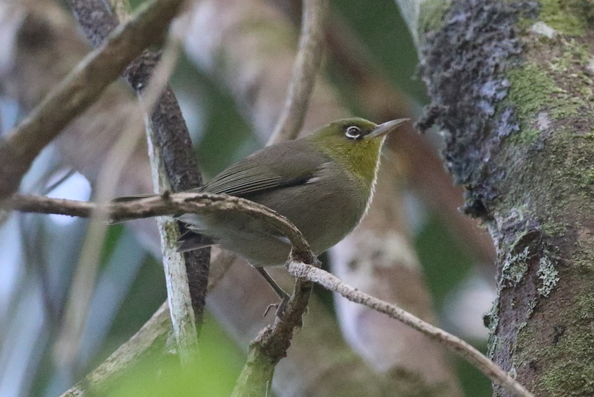 Slender-billed White-eye - ML621156544