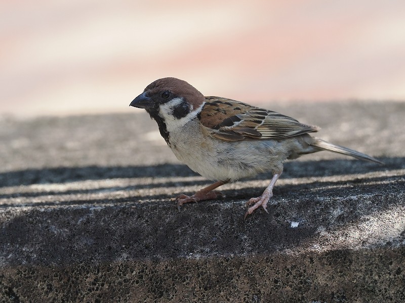 Eurasian Tree Sparrow - ML621156573