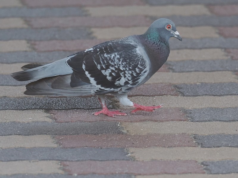 Rock Pigeon (Feral Pigeon) - ML621156581
