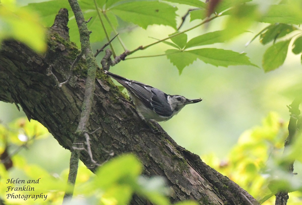 White-breasted Nuthatch - ML621156584