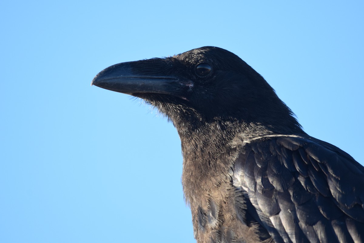 Common Raven - ML621156592