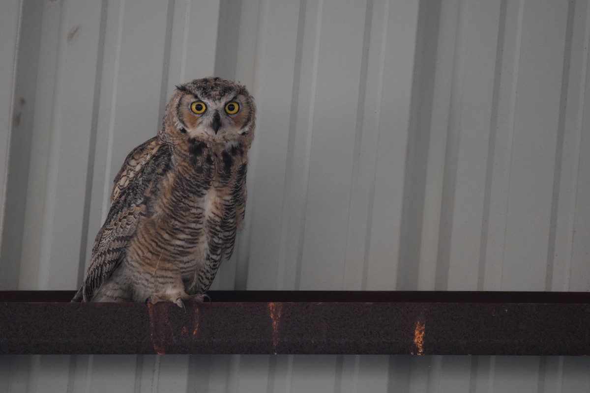 Great Horned Owl - ML621156609