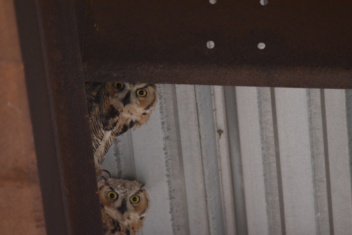 Great Horned Owl - ML621156612