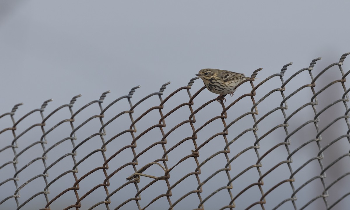 Olive-backed Pipit - ML621156615