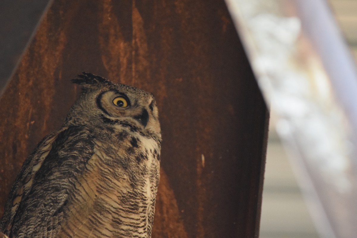Great Horned Owl - ML621156617