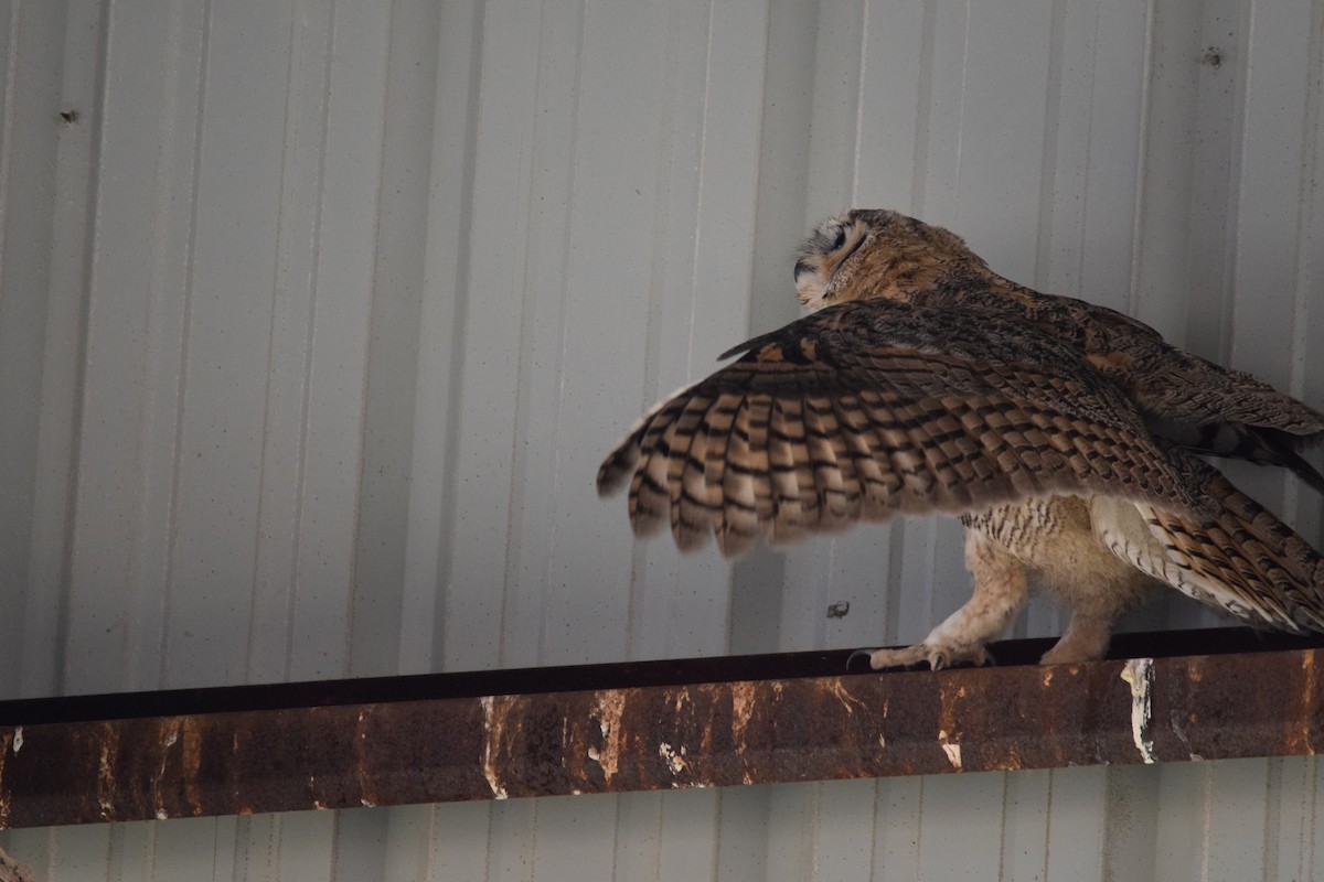 Great Horned Owl - ML621156620