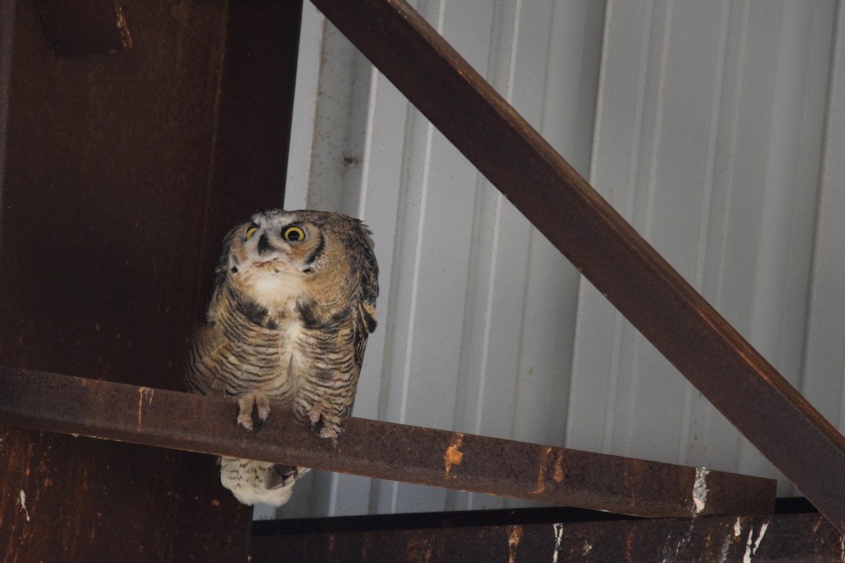 Great Horned Owl - ML621156622